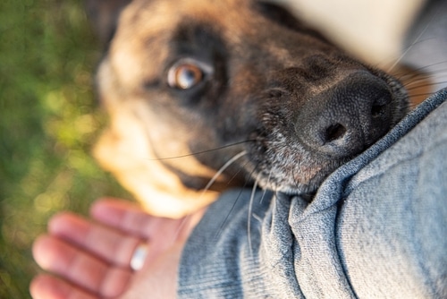 Abogado de mordedura de perro en Houston, TX
