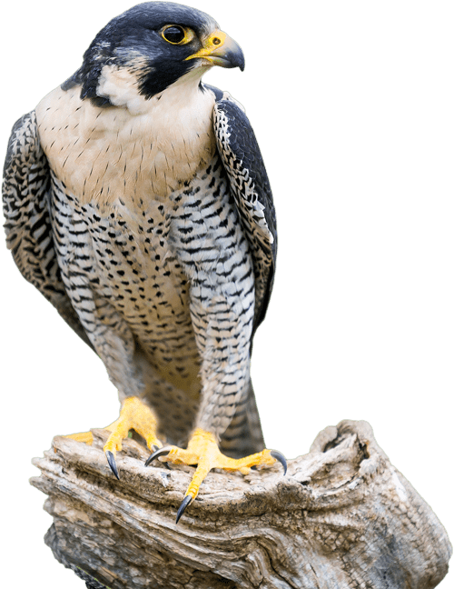 A falcon perched on a tree