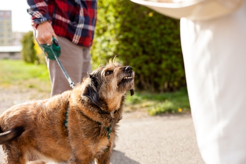 Dog Bites in Houston, TX Personal Injury Lawyer Ryan Nguyen